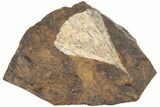 Fossil Ginkgo Leaf From North Dakota - Paleocene #189014-1